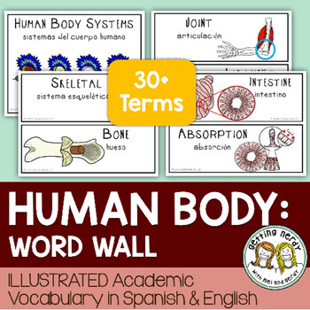 Human Body Systems - Word Wall