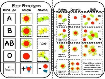 Science Interactive Notebook - Blood Typing Notes and Activity