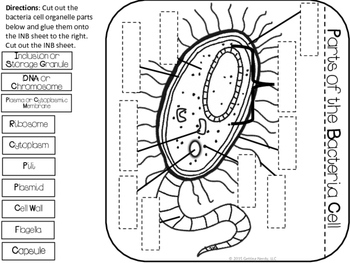 Science Interactive Notebook - Plant Animal and Bacterial Cell Comparison