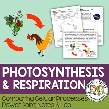 Photosynthesis and Respiration - PowerPoint and Handouts - Distance Learning + Digital Lesson