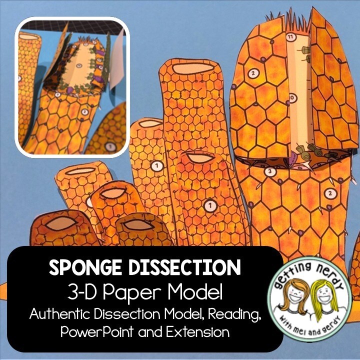 Sponge - Scienstructable 3D Dissection Paper Model