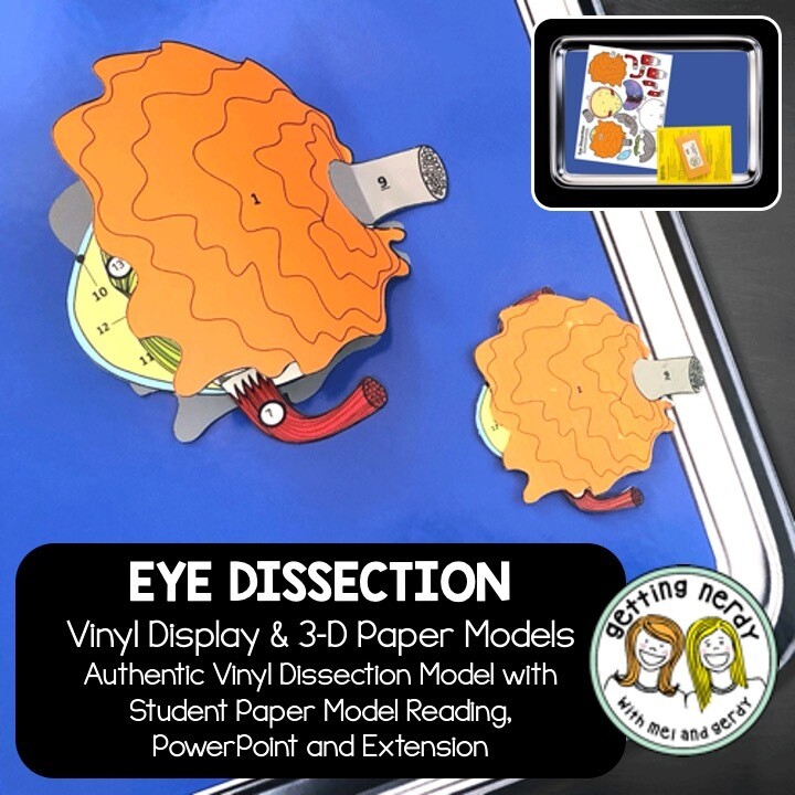 Eye Vinyl Dissection - Scienstructable 3D Dissection Model + Paper Version