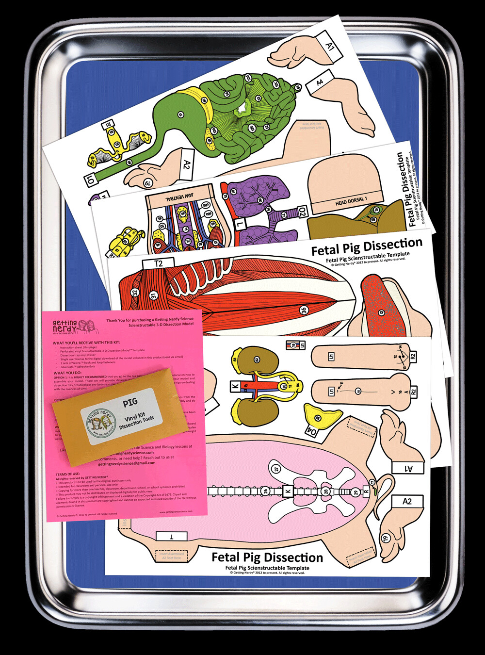 Fetal Pig Vinyl Dissection Scienstructable 3d Dissection Model