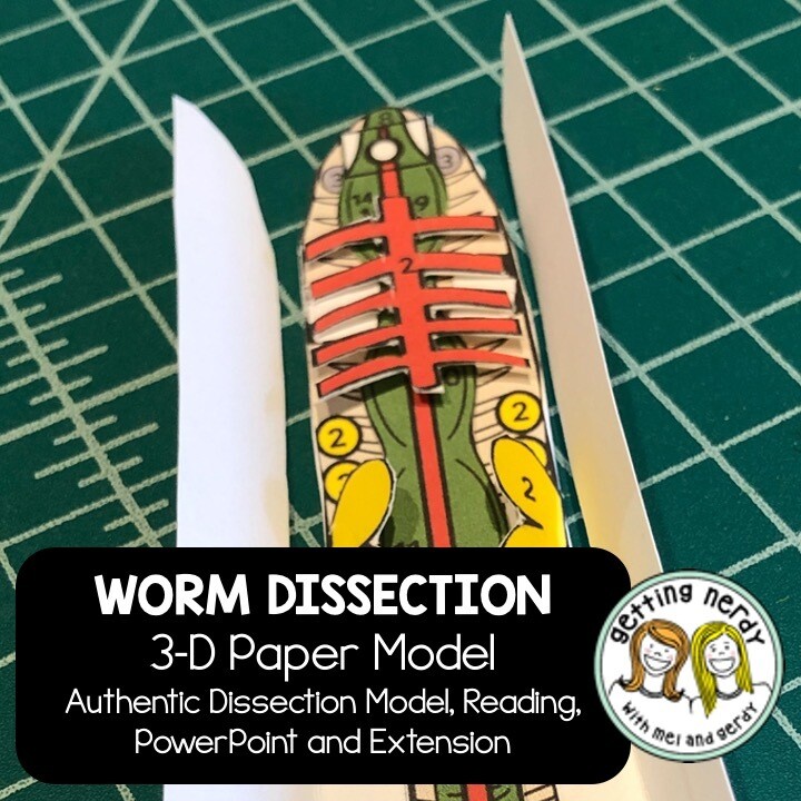 Earthworm - Scienstructable 3D Dissection Paper Model