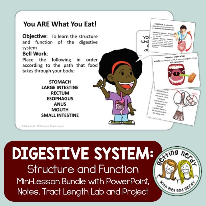 Digestive System - Human Body PowerPoint, Notes, Lab, and Project
