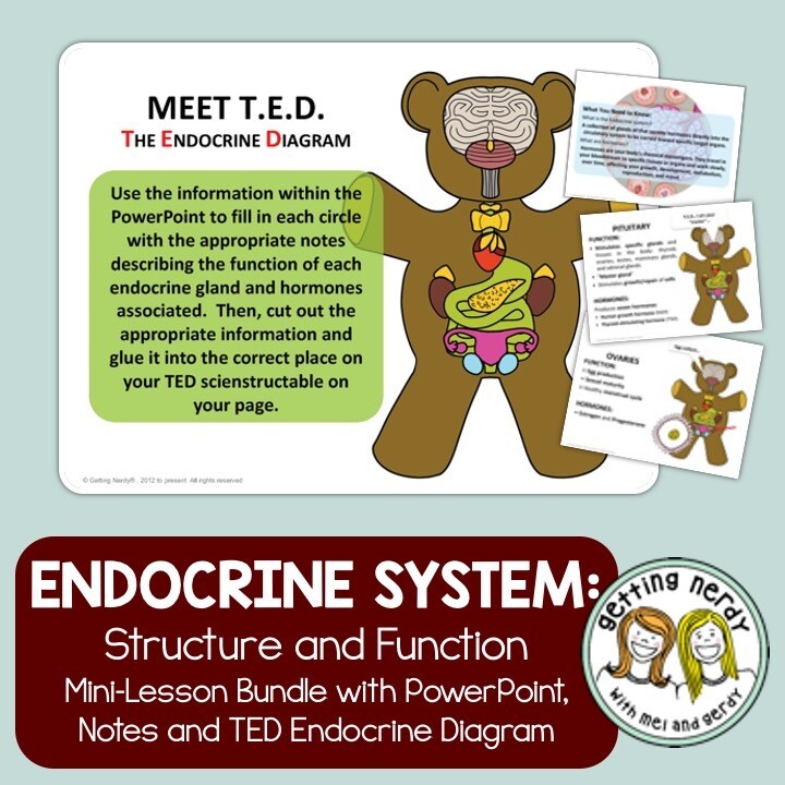 Endocrine System - PowerPoint, Notes, and Activity