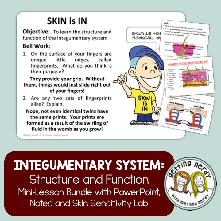 Integumentary System - Human Body PowerPoint, Notes, and Lab