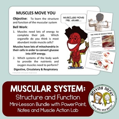 Muscular System - Human Body Distance Learning + Digital Lesson