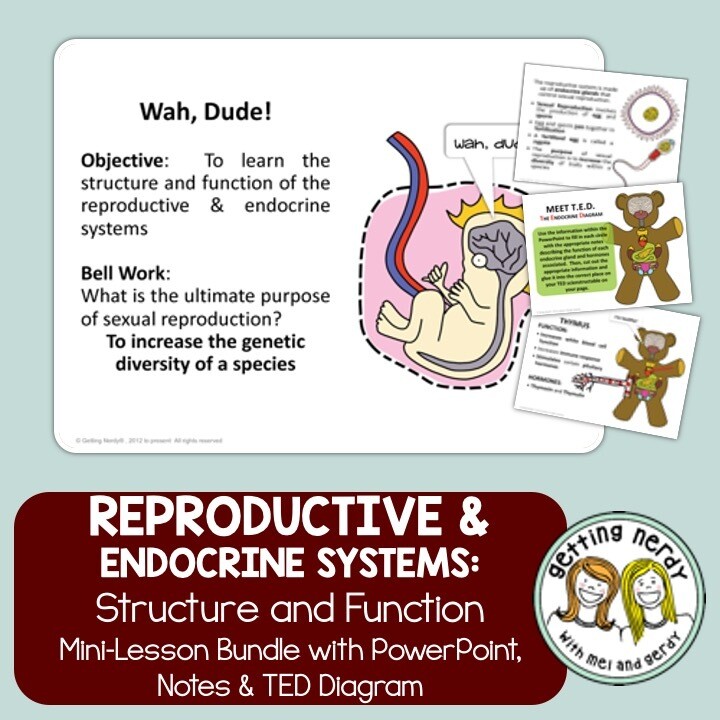 Reproductive & Endocrine Systems - Human Body PowerPoint, Notes, and Activity
