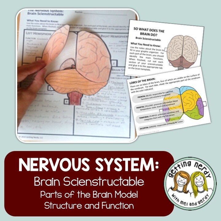 Nervous System - Brain - Human Body PowerPoint and Notes