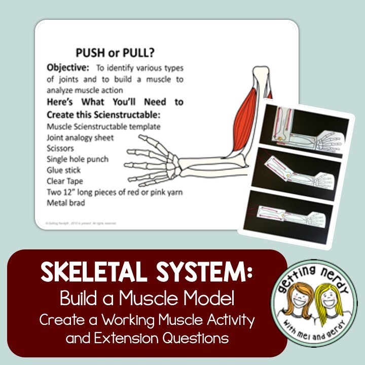 Skeletal and Muscular System Joints - PowerPoint, Notes, and Model