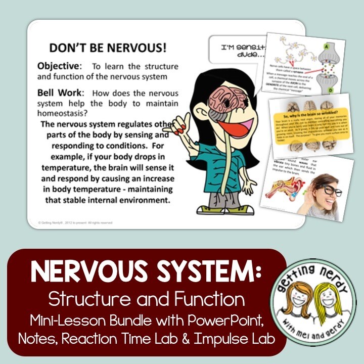 Nervous System - Human Body PowerPoint, Notes, Lab, and Activity