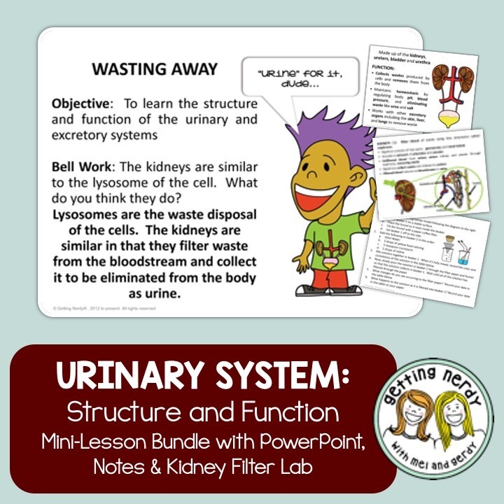 Urinary System - Human Body PowerPoint, Notes, and Lab