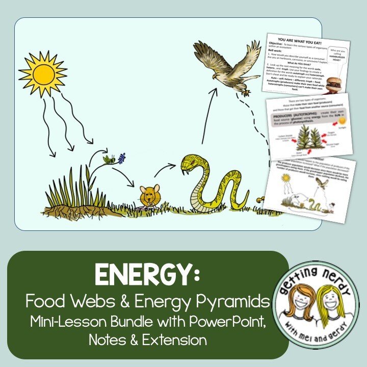 Food Chains Food Webs and Energy Pyramids- PowerPoint, Notes, and Activity