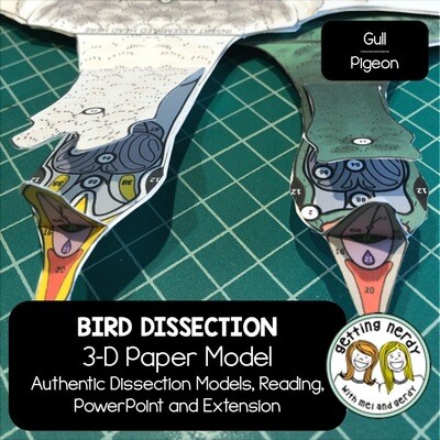 Seagull and Pigeon - Bird Scienstructable 3D Dissection Paper Model