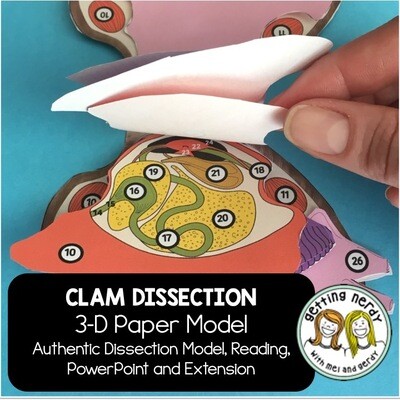 Clam - Scienstructable 3D Dissection Paper Model