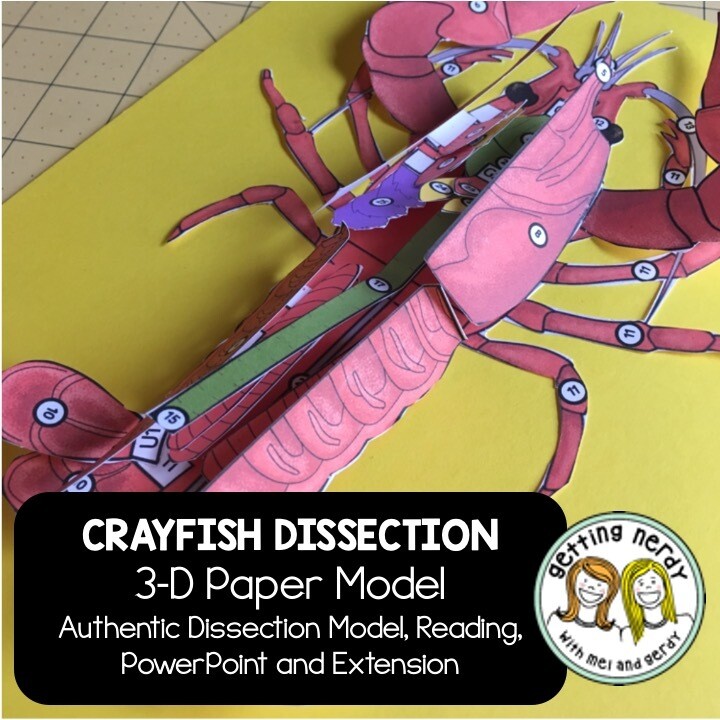 Crayfish Paper Dissection - Scienstructable 3D Dissection Model - Distance Learning + Digital Lesson