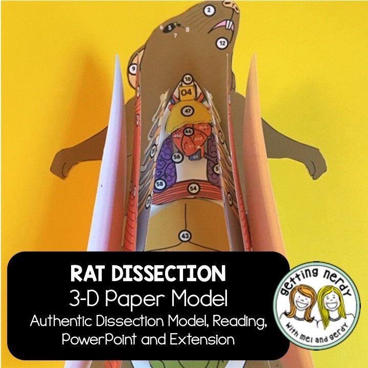 Rat - Scienstructable 3D Dissection Paper Model