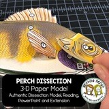 Perch -  Fish Scienstructable 3D Dissection Paper Model