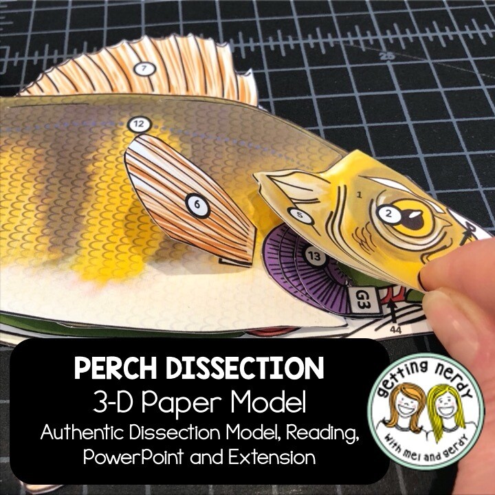 Perch Paper Dissection - Scienstructable 3D Dissection Model - Distance Learning + Digital Lesson