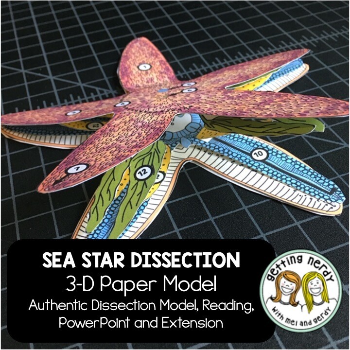 Sea Star Starfish - Scienstructable 3D Dissection Paper Model