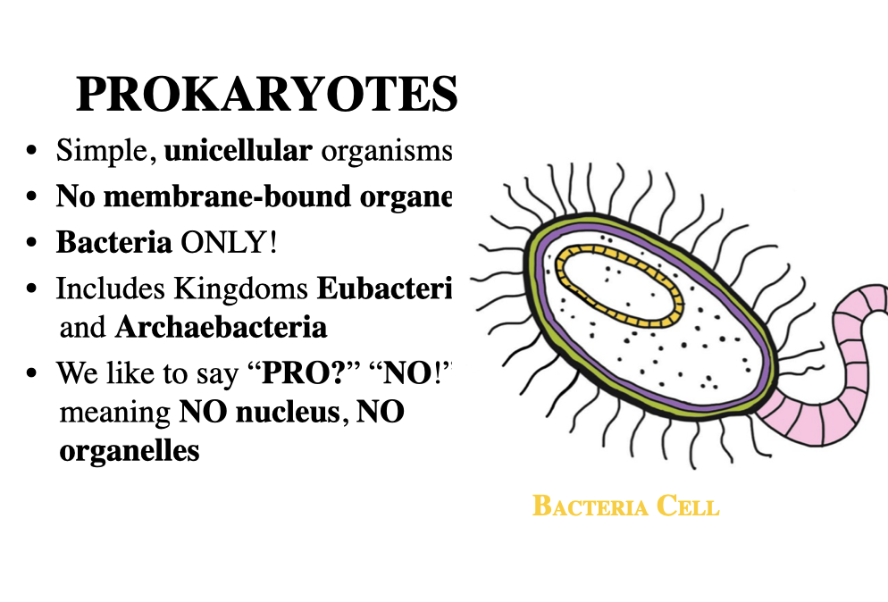 Cell Organelles Structure Function Graphic Organizer Powerpoint Distance Learning Digital Lesson