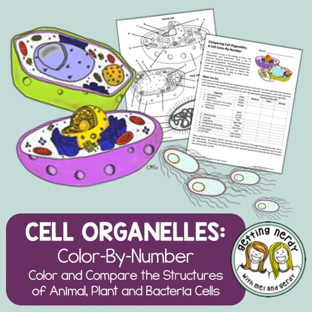 Cell Organelle Structure Function Color By Number Distance