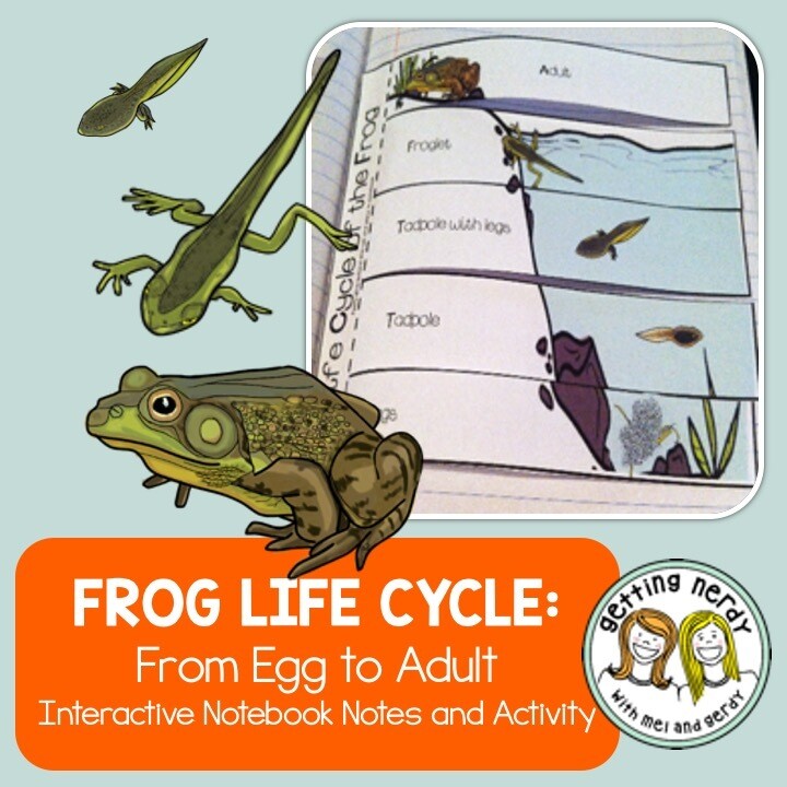 Frog Life Cycle