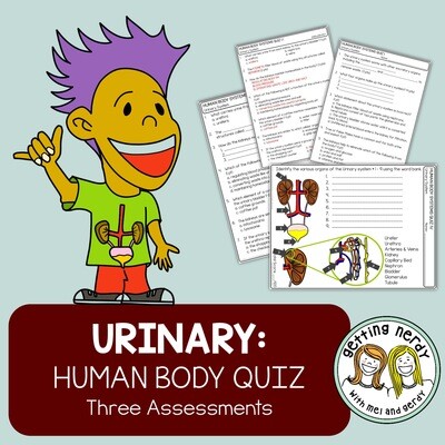 Human Body - Urinary System Quiz