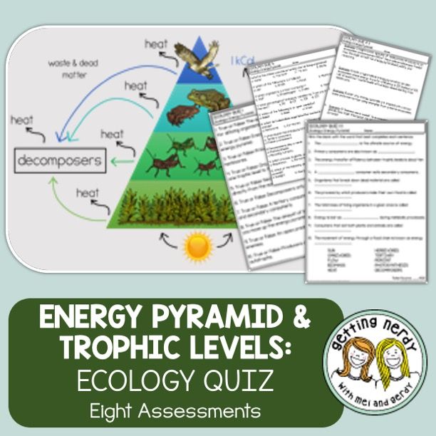 Ecology | Ecosystems | Energy Pyramid &amp; Flow | Trophic Levels | Quiz/Assessments
