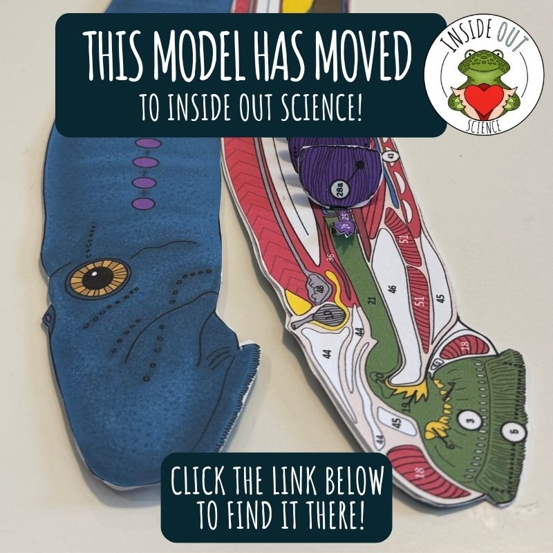 Lamprey Dissection Zoology | Biology 3-D Anatomy Paper Dissection Model &amp; Lesson