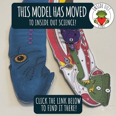 Lamprey Dissection Zoology | Biology 3-D Anatomy Paper Dissection Model &amp; Lesson