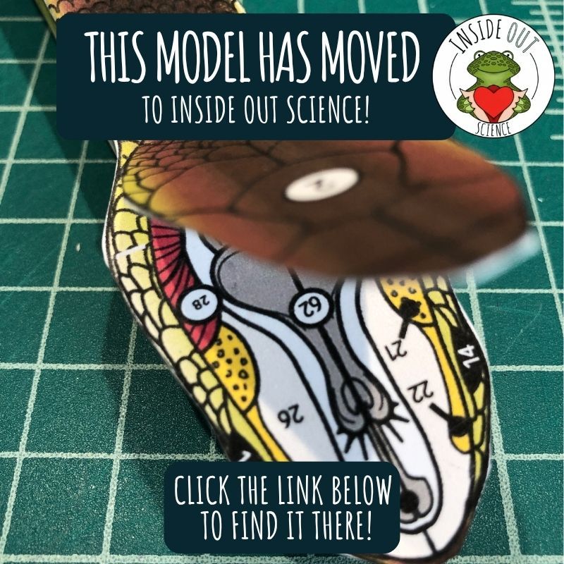Snake - Scienstructable 3D Dissection Paper Model