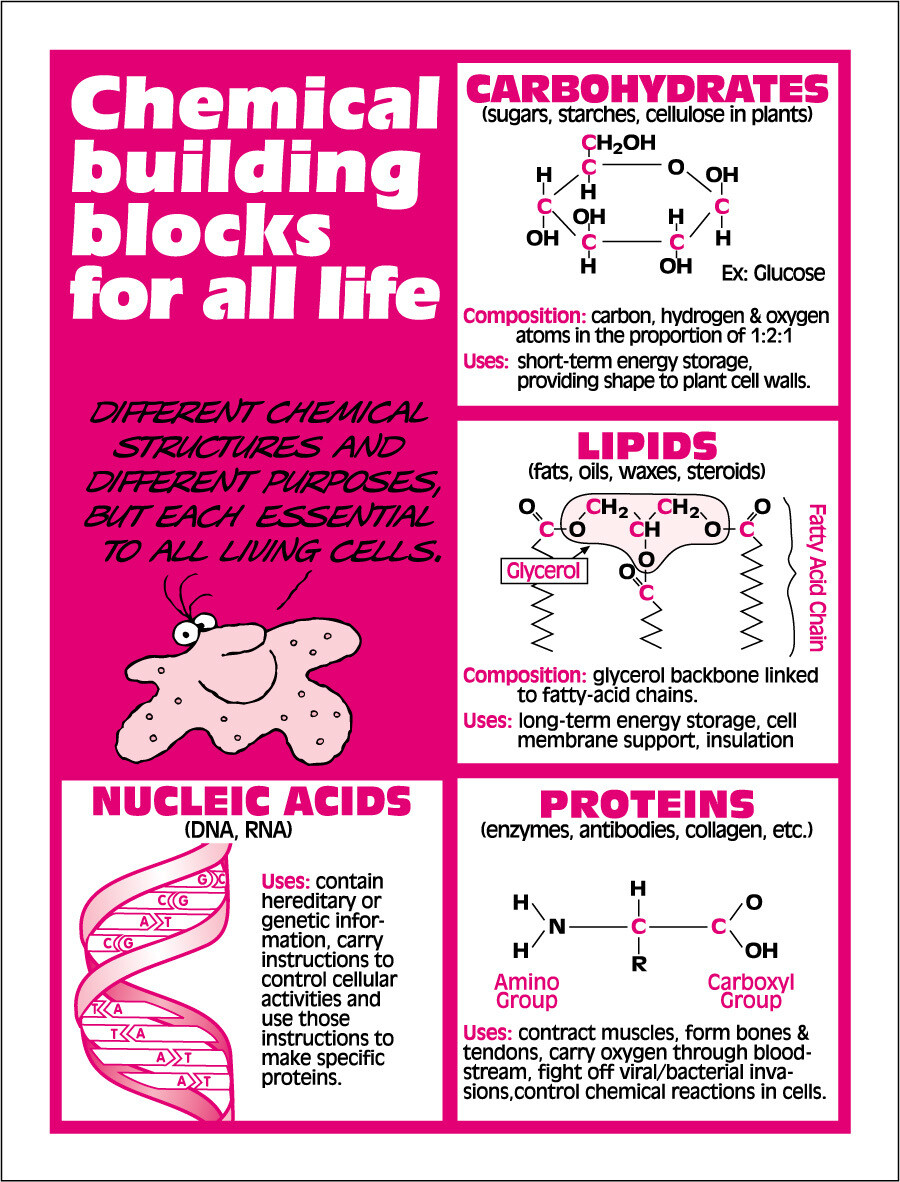 Carbos Lipids Proteins Nucleic Acids