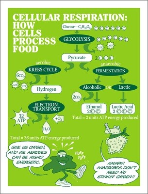 Cellular Respiration