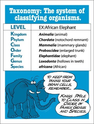 Taxonomy terms and levels