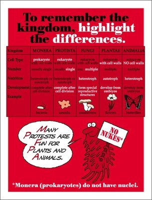 Kingdom Differences