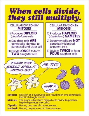 Meiosis versus Mitosis / Cell Division