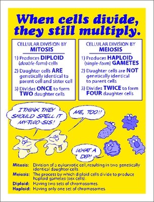 Meiosis/ Mitosis