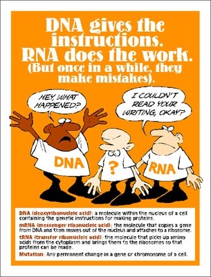 DNA/RNA