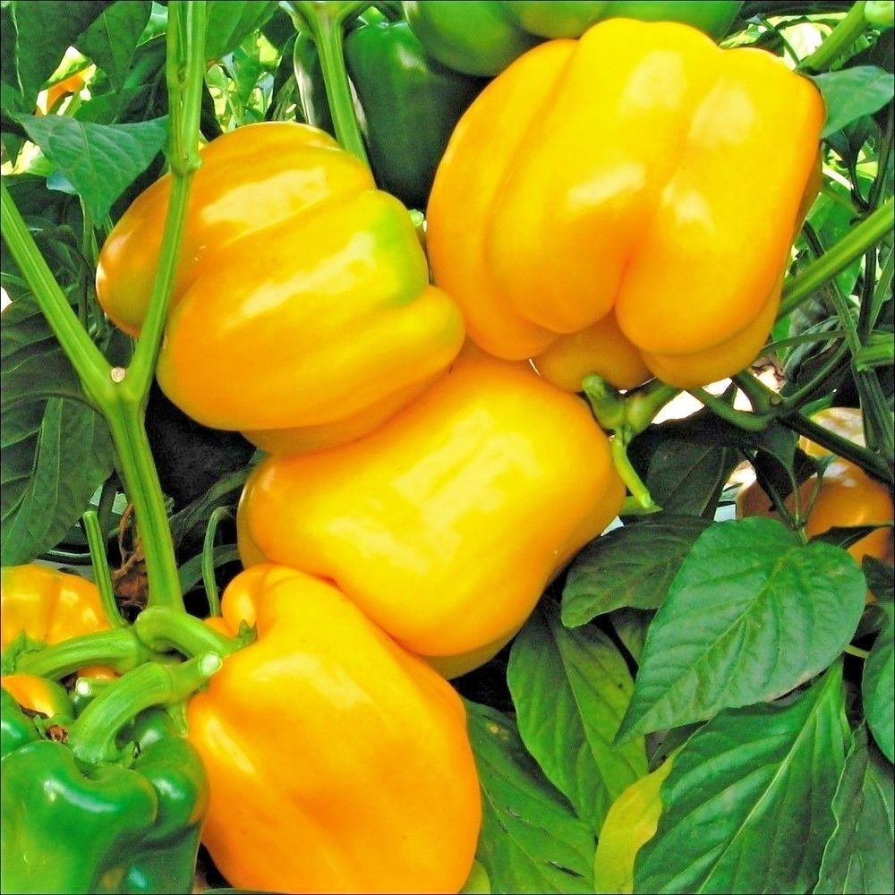 Heirloom Organic Passion Honey Bell Pepper Seeds
