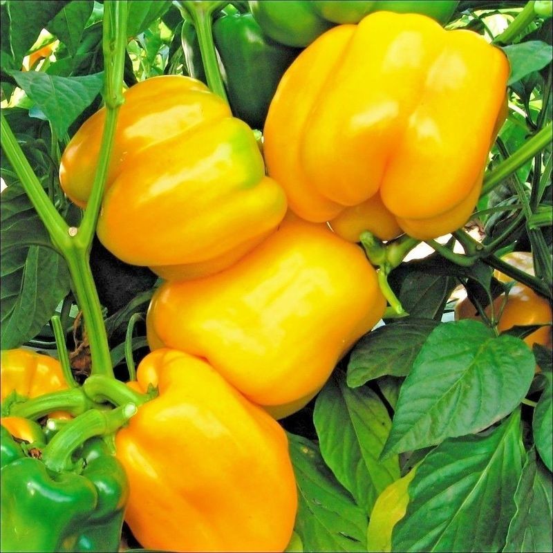 Heirloom Organic Passion Honey Bell Pepper Seeds