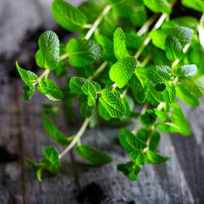 menthe | mint