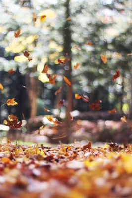 automne | fall