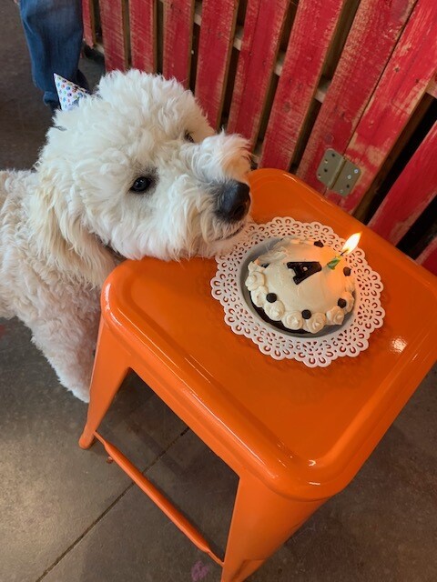 Awesome PAWty Cakes