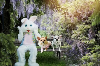 Easter Green Screen Photos (done remotely!)