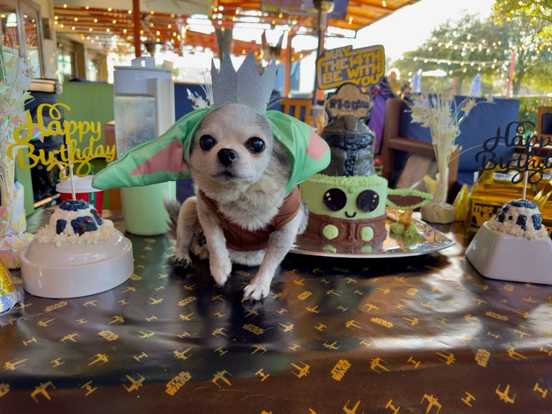 PAWty Packages, with Auntie M!