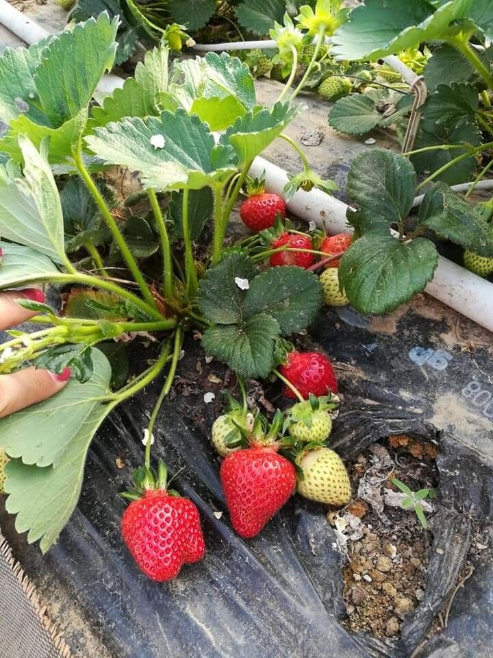 Confiture de fraises bio de chez nous