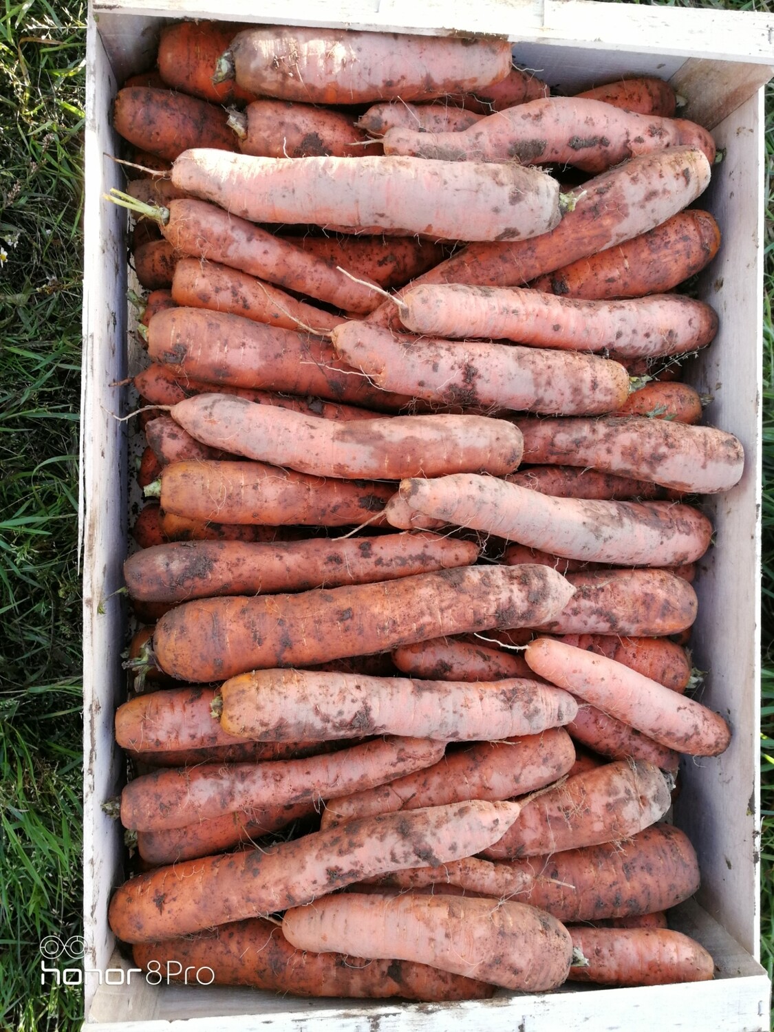 Caisse de 10kg carottes bio