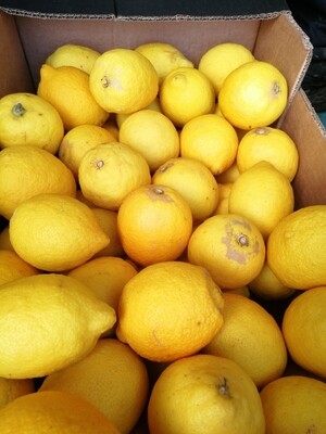 Citrons bio de Sicile -1kg